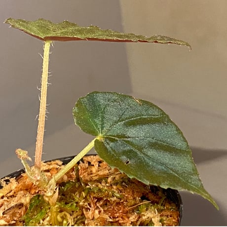 Begonia pavonina from Malaysia