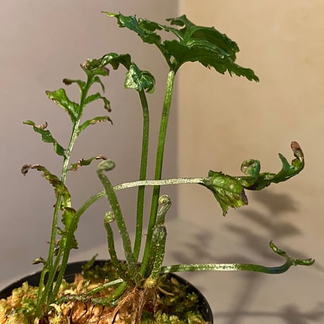 Bolbitis sp. from Siberut [LA]