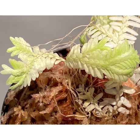 Selaginella sp. バリエガータ from "Nanga pinoh" [TB]