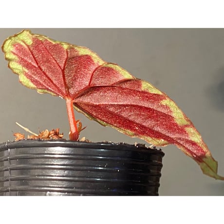 Begonia cf. baramensis