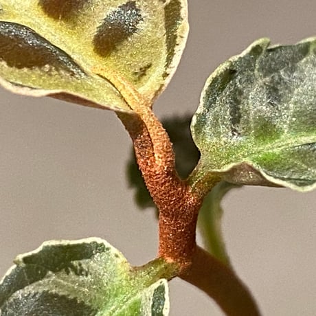 Emblemantha urnulata (Labisia sp.) from Riau sumatera [LA0815-01]