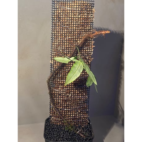 Scyphularia(Davallia) pentaphylla from South Sulawesi 伊藤蟻植物農園