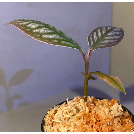 Ardisia sp. from Aceh sumatera [LA]