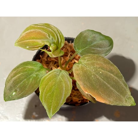 Homalomena sp. "Red leaf" from Kalbar [AZ0823-2]