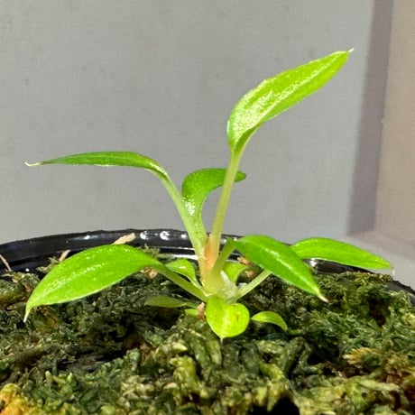 Homalomena sp. from Solok sumatera [LA0616-03]