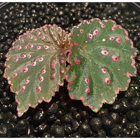 Begonia sp. from Saripoi [LA0813-2]