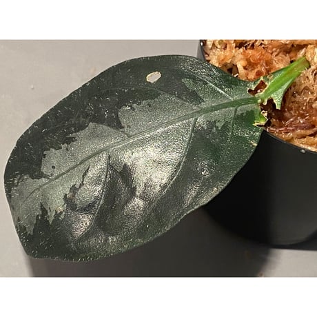 Gymnostachyum sp. from Aceh sumatera [LA1116-02]