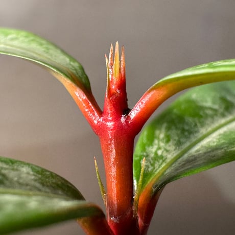 Labisia sp. from "Lebong" Bengkulu [TB]