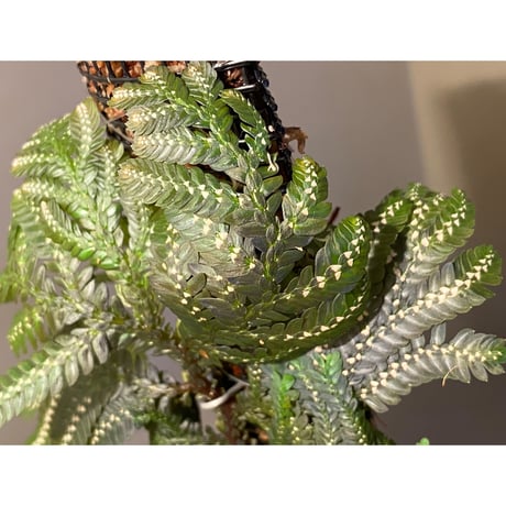 Selaginella picta