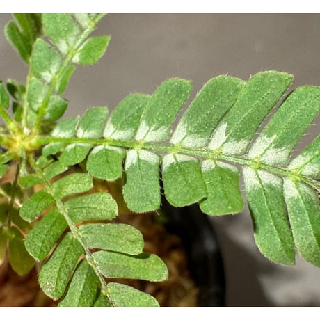 Biophytum sp. BB8th [LA]