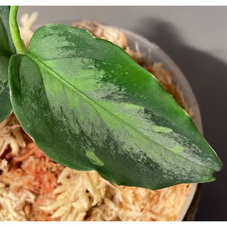 Aglaonema pictum "Silver Mosaic" aパッチ from Sumatera Barat [AZ0413-3]