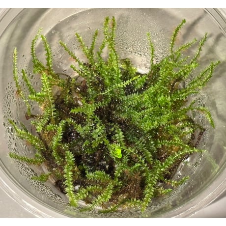 Taxiphyllum sp. from Lake Matano Sulawesi