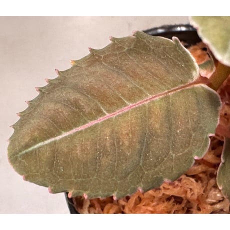 Labisia sp. from Malaysia [KN]