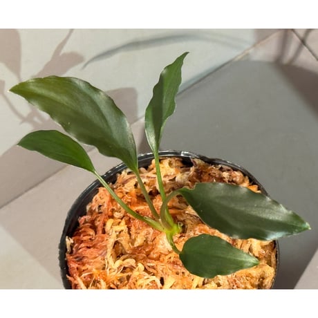 フルタドア | STORES