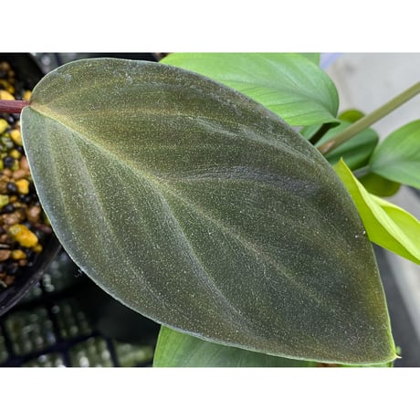 Homalomena sp. from West Kalimantan
