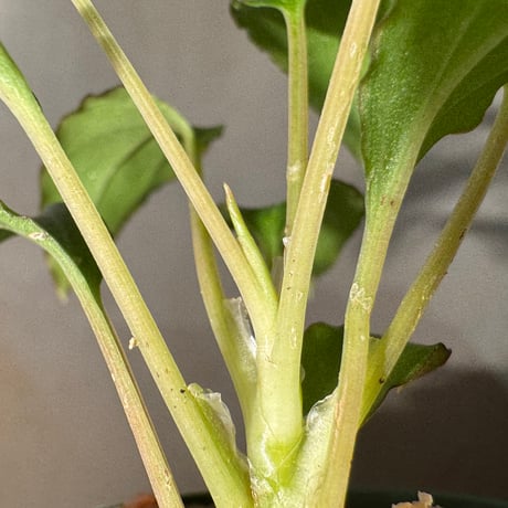 Homalomena sp. "エッジタイプ" from Mahakam hulu [TB]