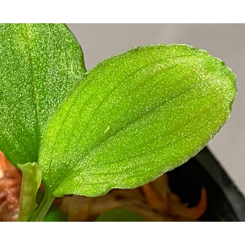 Homalomena sp. from Solok sumatera [LA0616-03]