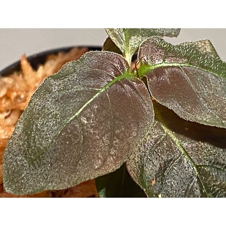 Ophiorrhiza sp. from Papua Barat[LA0319-01]