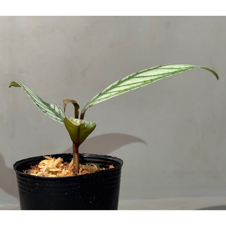 Ardisia sp. from Aceh sumatera [LA]
