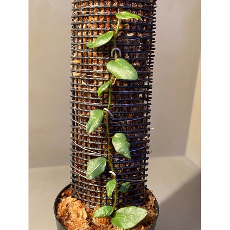 Ficus sp. from Murung raya [LA0515-05]