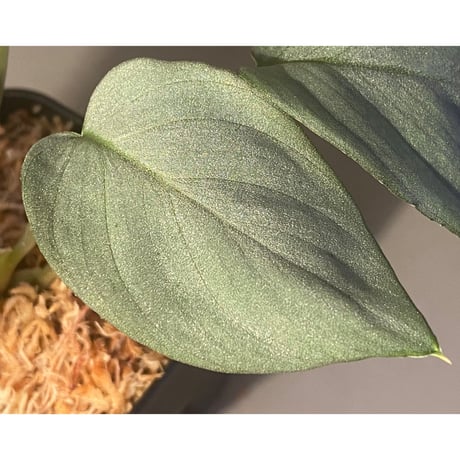 Homalomena hyb. Rec110-03 [K0320-f1] KZT