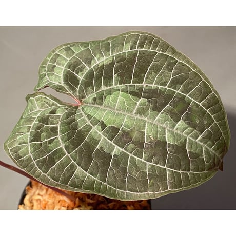 Dioscorea dodecaneura (discolor) from Ecuador