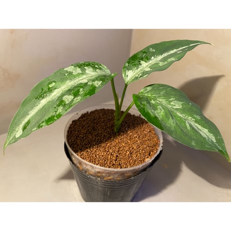 Aglaonema pictum A "しるば〜らいん" from Aceh sumatera [LA0315-04j]