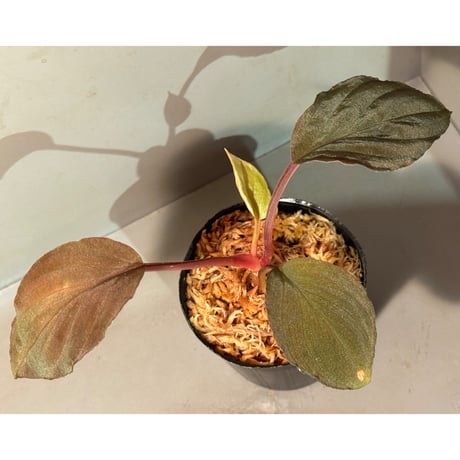 熱帯植物　PP便正規タグ付　ホマロメナsp.\" 紅明 \" 熱帯植物 PP便正規タグ付 ホマロメナsp. 紅明