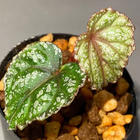 Begonia handelii var. prostrata from Viet Nam