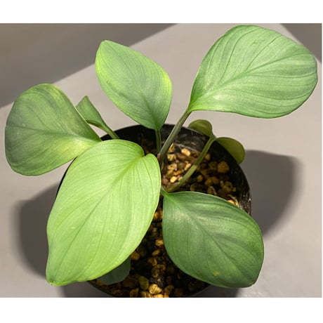 Homalomena sp. Aceh Silver from Aceh sumatera [LA0613-00]