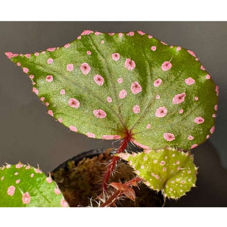 Begonia sp. "Muara Wahau" Kutai timur Kalimantan timur [TB]