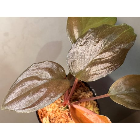 Homalomena sp. "Glossy Purple" from Malaysia