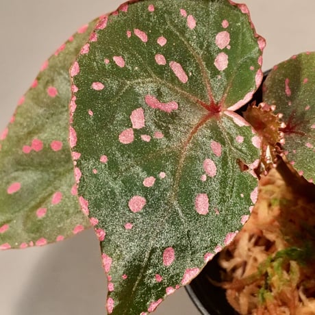 Begonia roseopunctata fromPakan Malaysia Sarawak [RIO]
