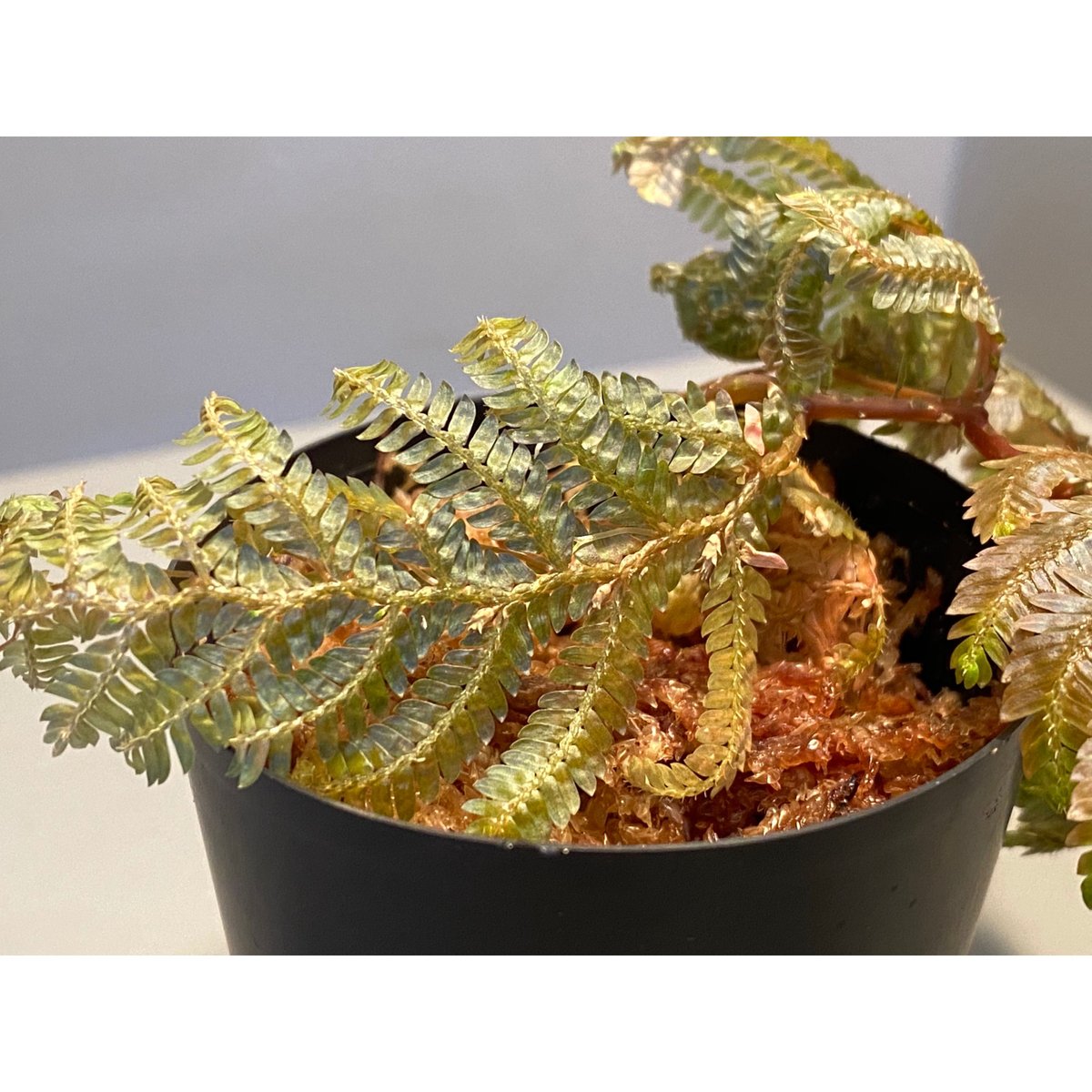 Selaginella sp. from Sarawak | M・R・G・R