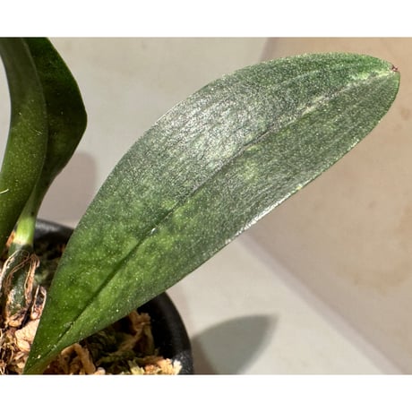 Oeceoclades maculata