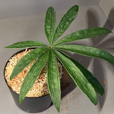Anthurium polyschistum from Napo Ecuador [tanakay]