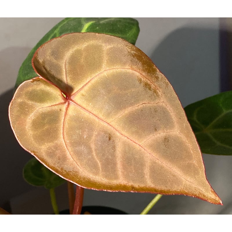 Anthurium Magnificum x Ace of spades | M・R・G・R