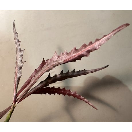 Labisia sp. from Jambi Sumatera