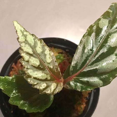 Begonia sp. from Sarawak
