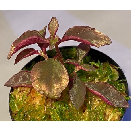 Melastoma sp. from Sibolga