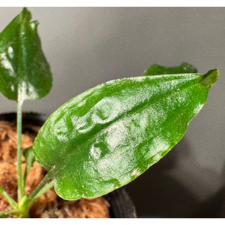Cryptocoryne nurii "Lga-1" Pulau Lingga [HW0622-06]