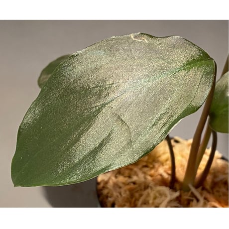 Homalomena sp. "Black" from Java