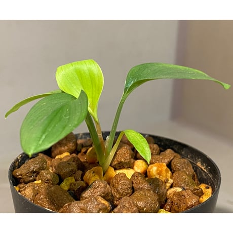 Homalomena sp. Aceh Silver from Aceh sumatera [LA0613-00]