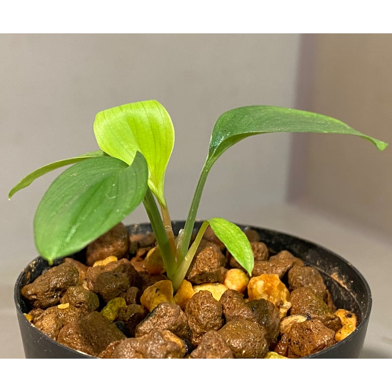 Homalomena sp. Aceh Silver from Aceh sumatera [