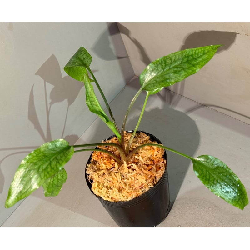 Cryptocoryne joshanii from Basilan island phili