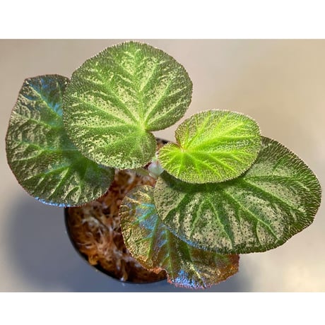 Begonia sp. from Manaus
