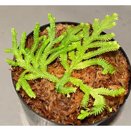 Selaginella biformis [STRINGE PLANTS]