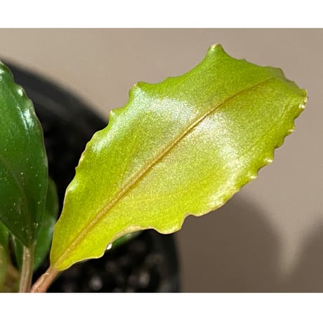 Bucephalandra sp. "Maia"