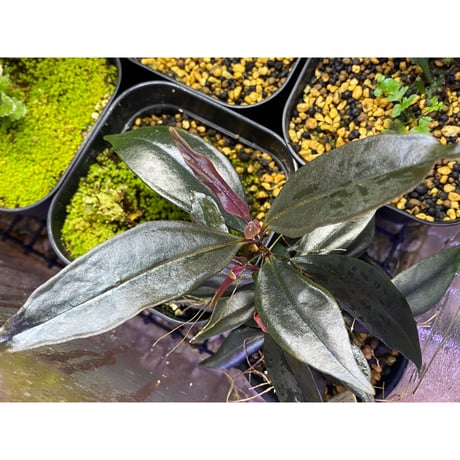 Medinilla sp. from Irian Jaya Papua