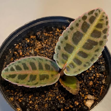 Labisia sp. from Riau sumatera [LA0815-01]